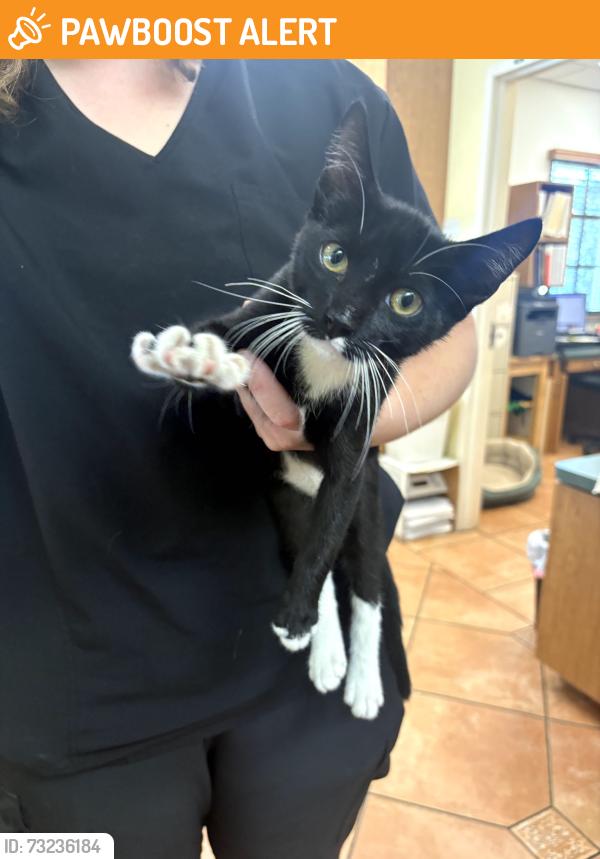 Found/Stray Male Cat last seen Slauson Ave and Jefferson Blvd, Los Angeles County, CA 90001