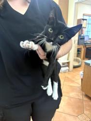 Found/Stray Male Cat last seen Slauson Ave and Jefferson Blvd, Los Angeles County, CA 90001