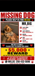 Lost Male Dog last seen Phoenix hse, Tuscaloosa, AL 35401
