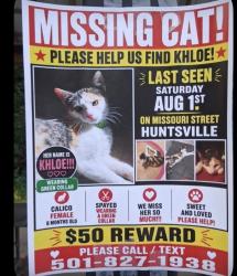 Lost Female Cat last seen Missouri Streer, Huntsville, AR 72740