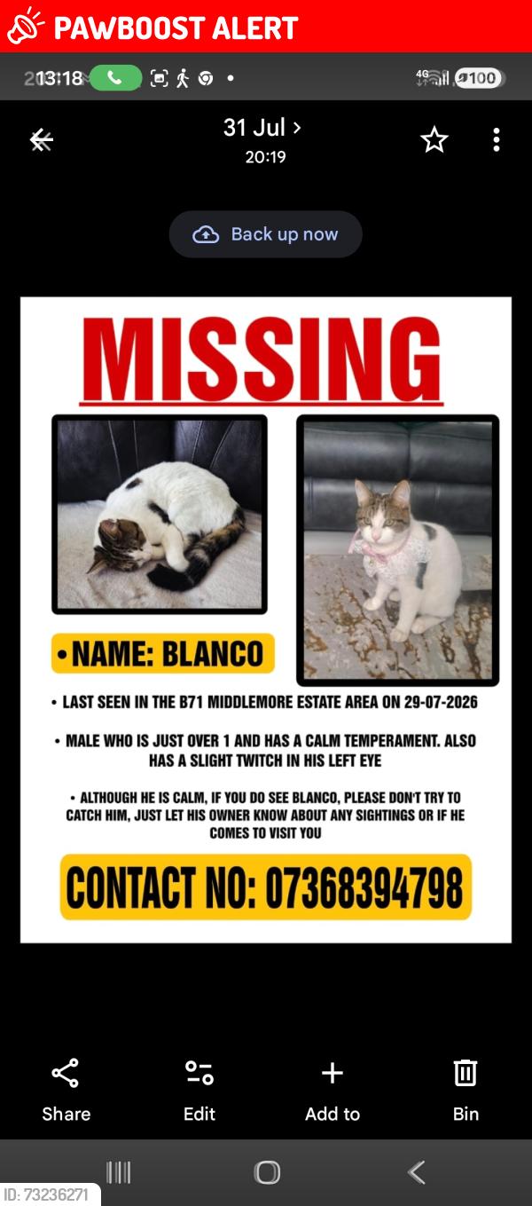 Lost Male Cat last seen Albion ground, West Bromwich, England B71 4LS
