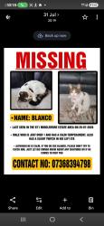 Lost Male Cat last seen Albion ground, West Bromwich, England B71 4LS