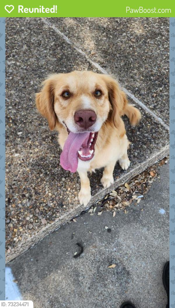 Reunited Unknown Dog last seen Near Hwy 121, Bedford, TX 76021, USA, Bedford, TX 76021
