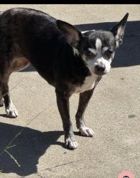 Lost Female Dog last seen Broadway/51, Los Angeles, CA 90037