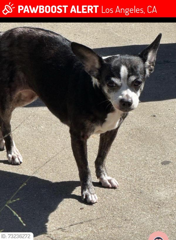 Lost Female Dog last seen Broadway/51, Los Angeles, CA 90037
