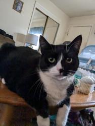 Reunited Female Cat last seen Woodland heights neighborhood, Wilmington, DE 19805