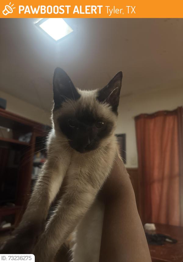 Found/Stray Female Cat last seen Near birch dr Tyler tx, Tyler, TX 75701