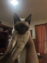 Found/Stray Female Cat last seen Near birch dr Tyler tx, Tyler, TX 75701