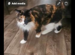 Reunited Female Cat last seen Campus and 14th Street, Upland, CA 91786