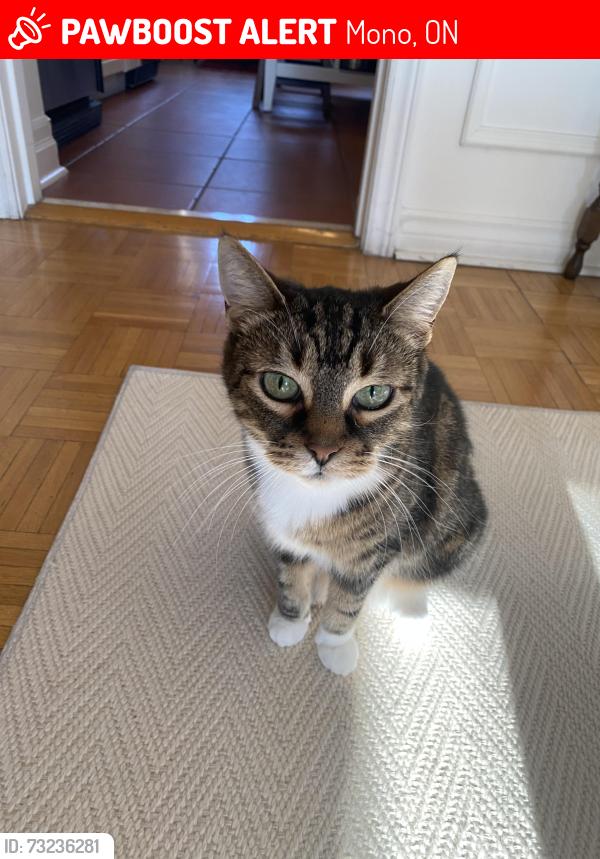 Lost Female Cat last seen 5th line east and 5th side road, Mulmur, ON 