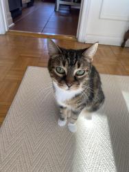 Lost Female Cat last seen 5th line east and 5th side road, Mulmur, ON 