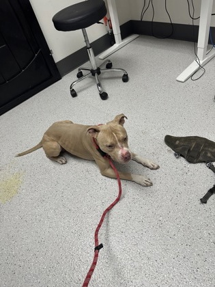Shelter Stray Male Dog last seen Near Enterprise Way #301, Oakland, CA, 1101 29th Ave, Oakland, CA 94601, USA