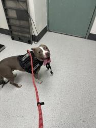 Shelter Stray Female Dog last seen Near Enterprise Way #301, Oakland, CA, 1101 29th Ave, Oakland, CA 94601, USA