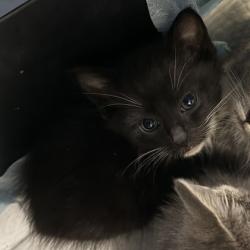 Shelter Stray Male Cat last seen park at E. 9th St and 29th Ave, Oakland, CA, 1101 29th Ave, Oakland, CA 94601, USA