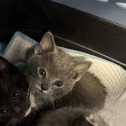 Shelter Stray Female Cat last seen park at E. 9th St and 29th Ave, Oakland, CA, 1101 29th Ave, Oakland, CA 94601, USA
