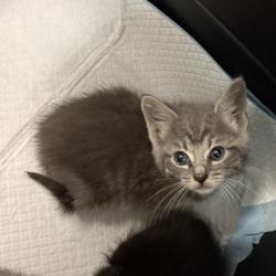Shelter Stray Male Cat last seen park at E. 9th St and 29th Ave, Oakland, CA, 1101 29th Ave, Oakland, CA 94601, USA