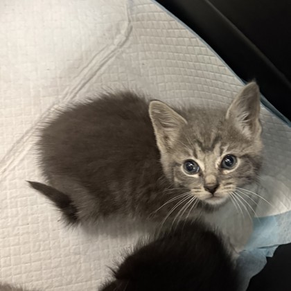 Shelter Stray Male Cat last seen park at E. 9th St and 29th Ave, Oakland, CA, 1101 29th Ave, Oakland, CA 94601, USA
