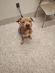 Shelter Stray Male Dog last seen Near Donald Lee Hollowell Pkwy, Atlanta, GA, 1251 Fulton Industrial Blvd NW, Atlanta, GA 30336, USA