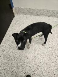 Shelter Stray Male Dog last seen Stonewall Tell and Butner Rd, Atlanta, GA, 1251 Fulton Industrial Blvd NW, Atlanta, GA 30336, USA