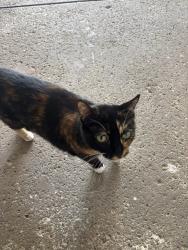 Reunited Female Cat last seen North Bedford, Macedonia, OH 44056