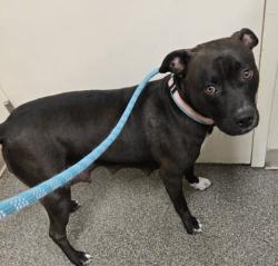 Shelter Stray Female Dog last seen Near west Alexandria, Madison Twp, OH, 1820 Princeton Rd, Hamilton, OH 45011, USA