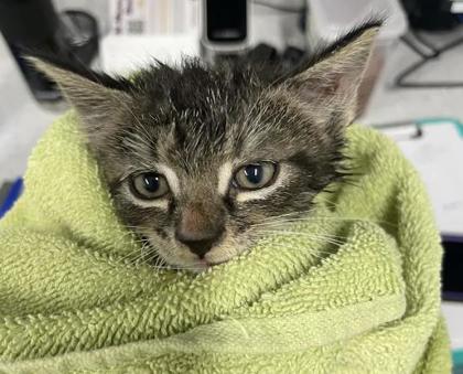 Shelter Stray Male Cat last seen Near Lyndhurt St Balt., MD 21229, 21229, MD, 2490 Giles Rd, Baltimore, MD 21225, USA