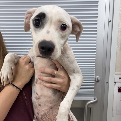 Shelter Stray Female Dog last seen Dusty Rd/ Sulphur Springs, Brazos County, TX, 5359 Leonard Rd, Bryan, TX 77807, USA