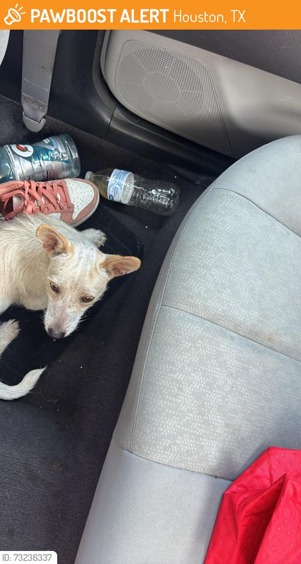 Found/Stray Male Dog last seen Alameda rd, Houston, TX 77054