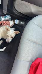 Found/Stray Male Dog last seen Alameda rd, Houston, TX 77054