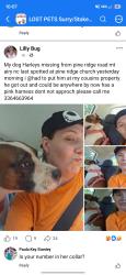 Lost Male Dog last seen Intersection caution lights on 89 at pineridge road, Surry County, NC 24351