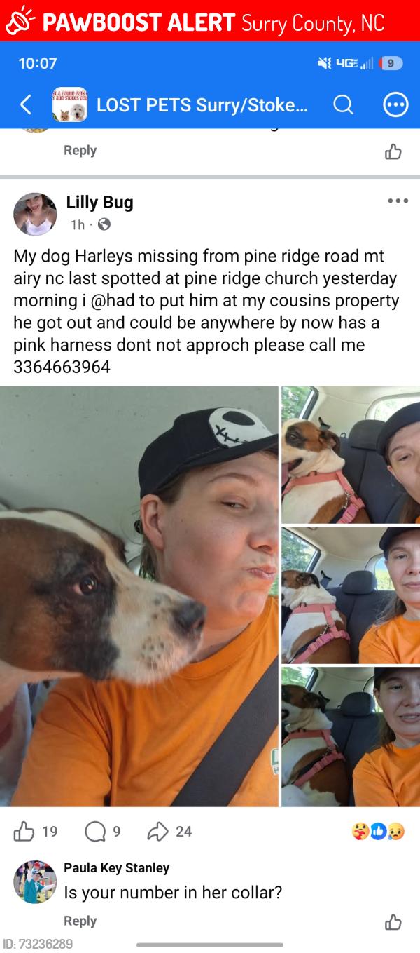 Lost Male Dog last seen Intersection caution lights on 89 at pineridge road, Surry County, NC 24351