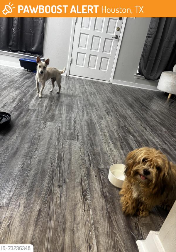 Found/Stray Male Dog last seen Alameda rd, Houston, TX 77047