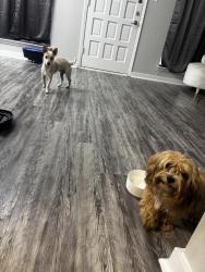 Found/Stray Male Dog last seen Alameda rd, Houston, TX 77047
