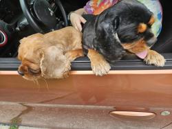 Reunited Male Dog last seen Georgetown Circle and Harbor Point, Fayetteville, NC 28314