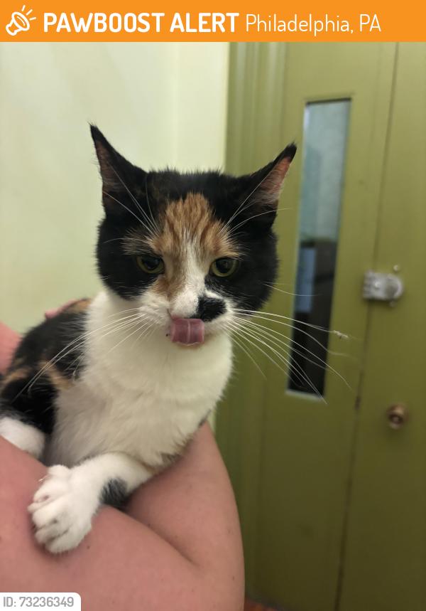 Found/Stray Unknown Cat last seen 22nd & St James Place, Philadelphia, PA 19103