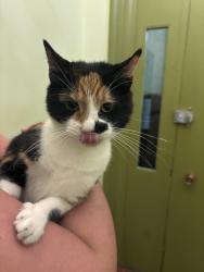 Found/Stray Unknown Cat last seen 22nd & St James Place, Philadelphia, PA 19103