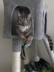 Lost Male Cat last seen Everly Dr & Ken Dr, Everly Dr & Danielle, Susan Dr & Danielle Dr., Tower Hill Ln, Killeen, TX 76542