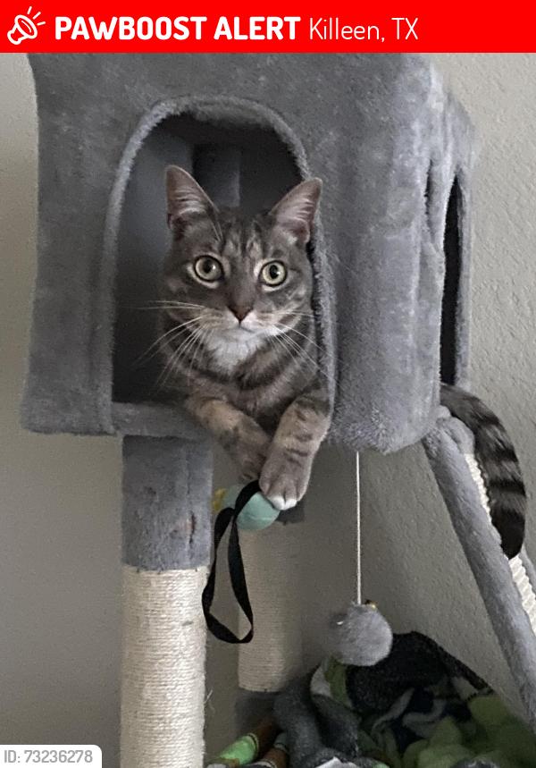 Lost Male Cat last seen Everly Dr & Ken Dr, Everly Dr & Danielle, Susan Dr & Danielle Dr., Tower Hill Ln, Killeen, TX 76542