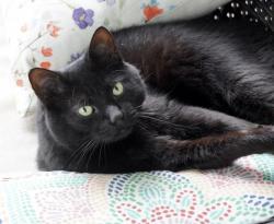 Lost Female Cat last seen E Maryland, Bellingham, WA 98226