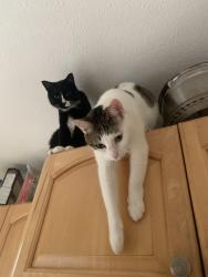 Lost Female Cat last seen Shelter Crescent and Esperanza Dr, Coquitlam, BC V3B 5Y5