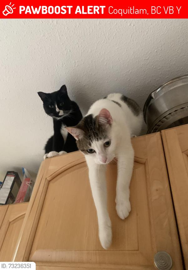 Lost Female Cat last seen Shelter Crescent and Esperanza Dr, Coquitlam, BC V3B 5Y5