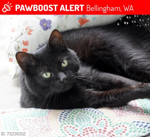 Lost Female Cat last seen E Maryland, Bellingham, WA 98226