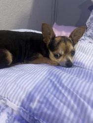 Found/Stray Female Dog last seen San Joaquin and Commerce, San Antonio, TX 78228