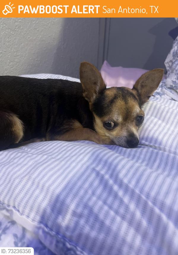 Found/Stray Female Dog last seen San Joaquin and Commerce, San Antonio, TX 78228