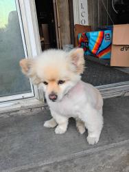 Lost Female Dog last seen Oliver and Birch ave, Indianapolis, IN 46221