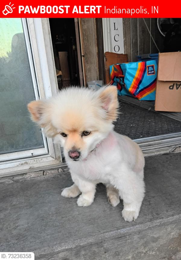 Lost Female Dog last seen Oliver and Birch ave, Indianapolis, IN 46221