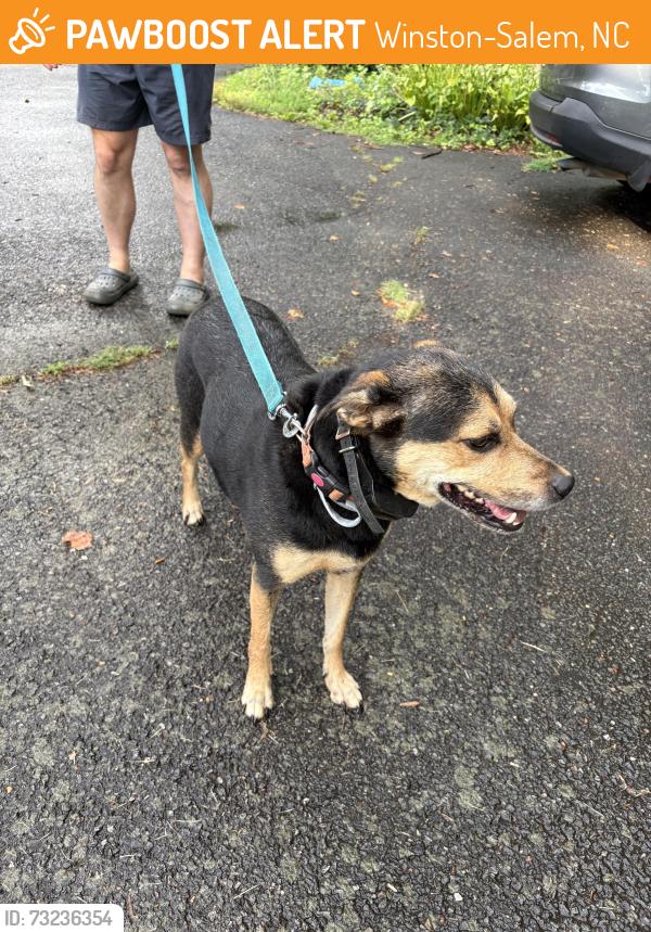 Found/Stray Unknown Dog last seen Glenhaven Ln, Winston-Salem, NC 27106