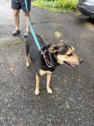 Found/Stray Unknown Dog last seen Glenhaven Ln, Winston-Salem, NC 27106