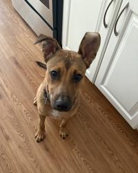 Found/Stray Male Dog last seen Telephone Rd, Houston, TX 77023