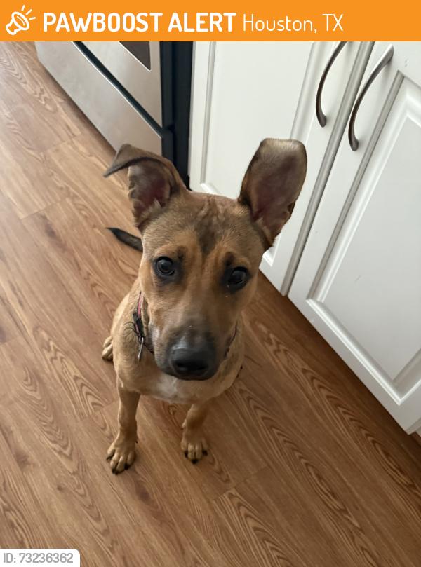 Found/Stray Male Dog last seen Telephone Rd, Houston, TX 77023